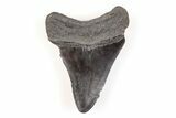 Fossil Megalodon Tooth - South Carolina #171092-1